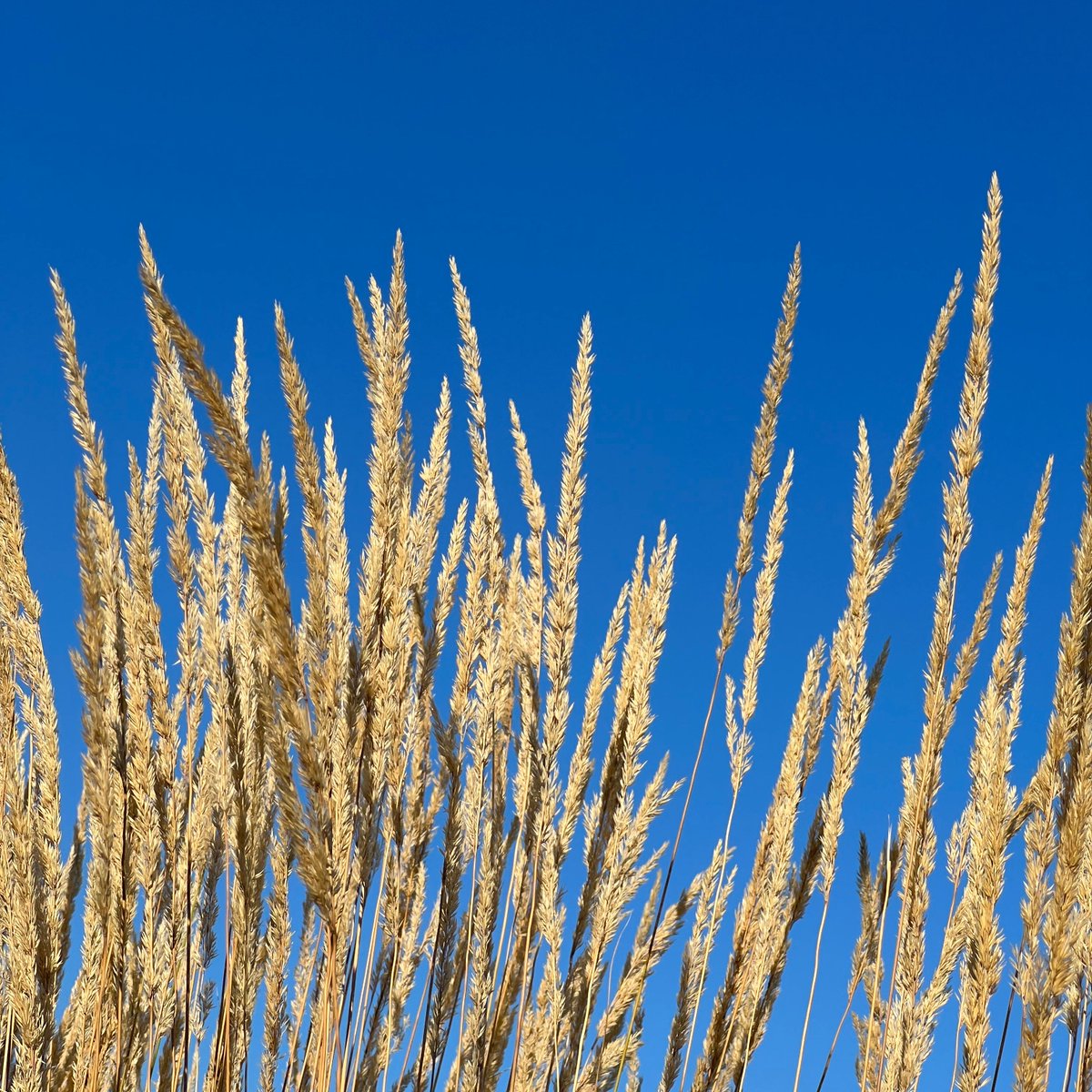 “Autumn Is Coming” by Amanda Bohn, 2022

#autumn #blue #photo #fall2022
#photography #bluesky #sky #clearskies #art #artistoninstagram #artsy #nature #naturelovers #dcartist #naturephotography #yellow #emergingartist