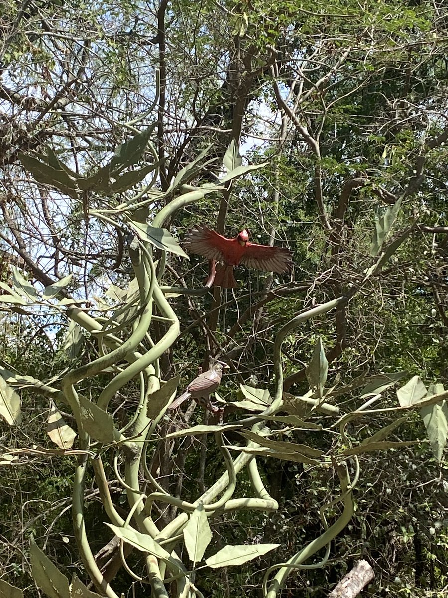 MsCPealer's tweet photo. Science PL   #natureWalks @QuintaMazatlan @misd_weRscience https://t.co/X9ftlK7kUE