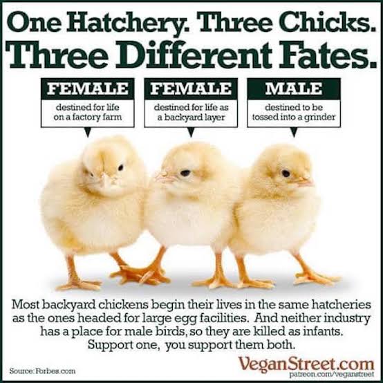 T1TaN1uM4_22's tweet photo. @PatStrauss3 @SchmitterCecile #StopFactoryFarming 🏭 #EndChickCulling 🐥 https://t.co/LNGr6f1Srf