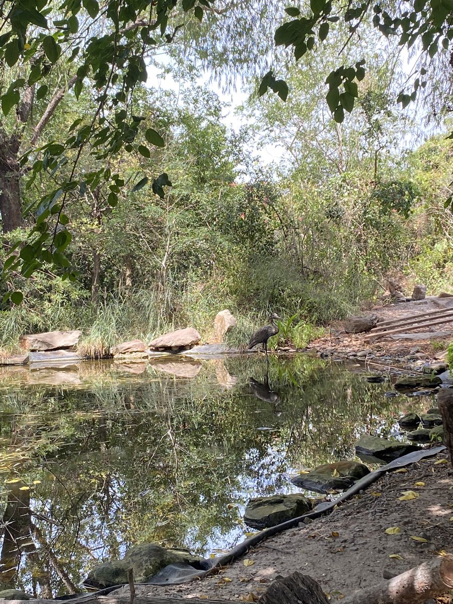MsCPealer's tweet photo. Science PL   #natureWalks @QuintaMazatlan @misd_weRscience https://t.co/4vc9hFL2pn