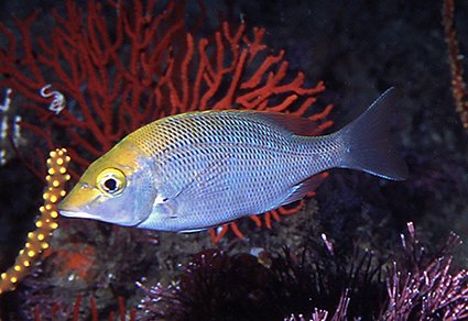 Zootaxa's tweet photo. Resurrection of Lethrinus scoparius Gilchrist & Thompson, 1908 (#Perciformes: Lethrinidae), from South African waters.
https://t.co/bCqXJFn7g0
#Taxonomy https://t.co/YfOkcwH7Yb