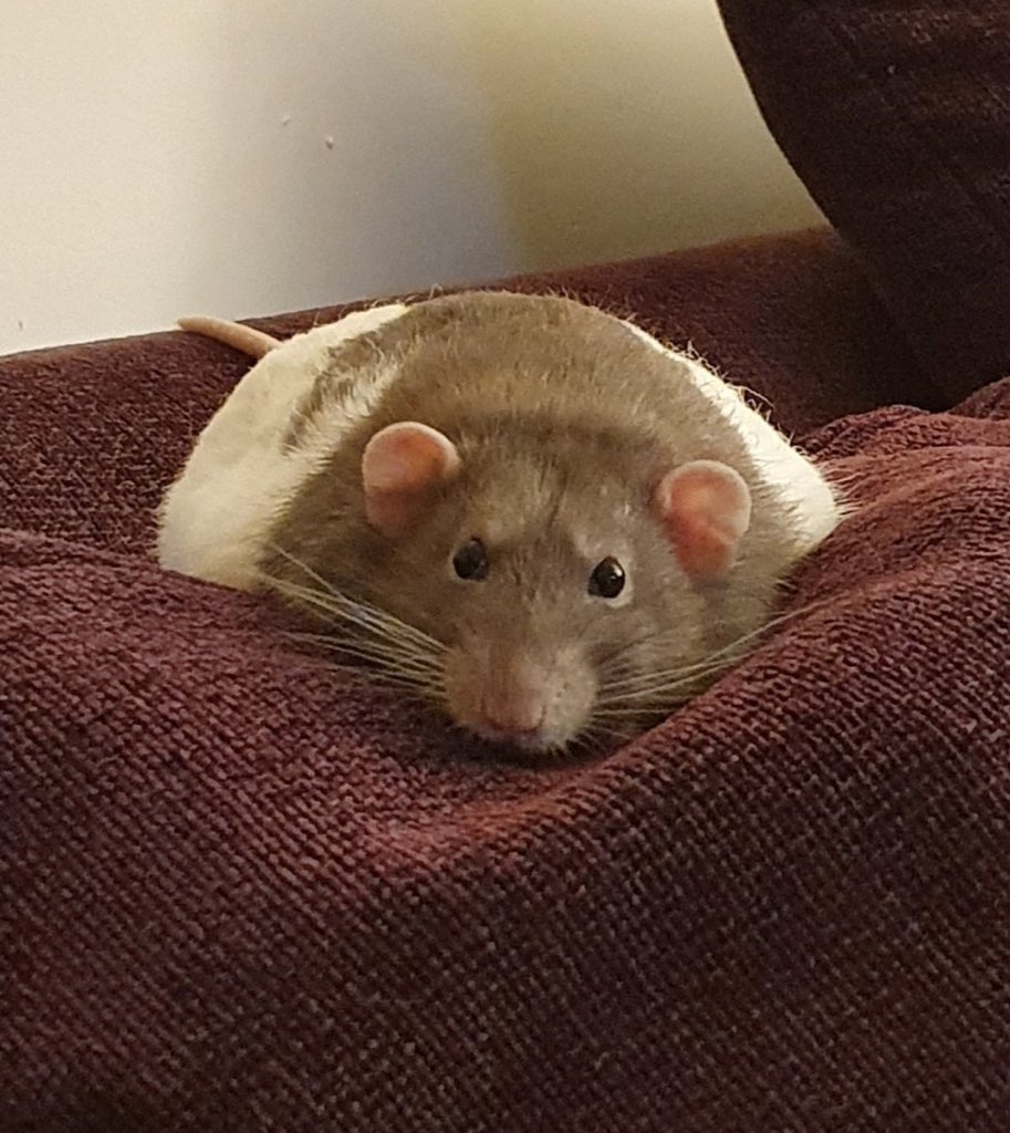 Rats tweet media