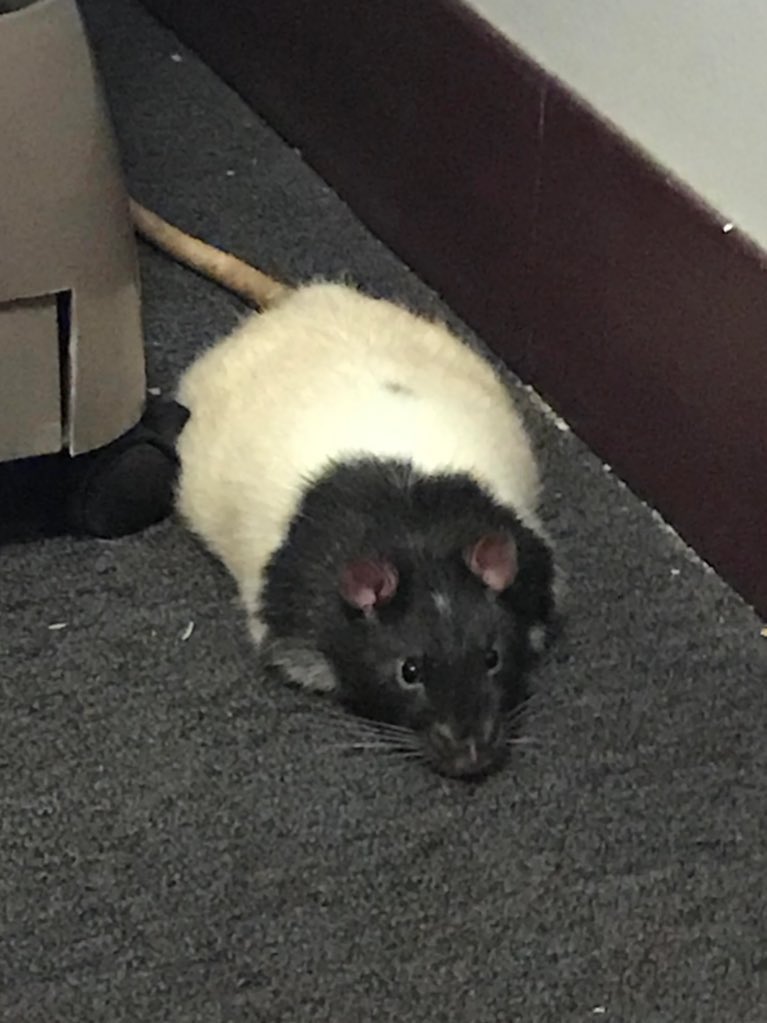 Rats tweet media