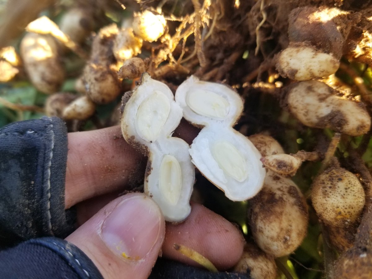 #Peanut 94 days after planting in Wilbarger County #Texas @TexasPeanuts