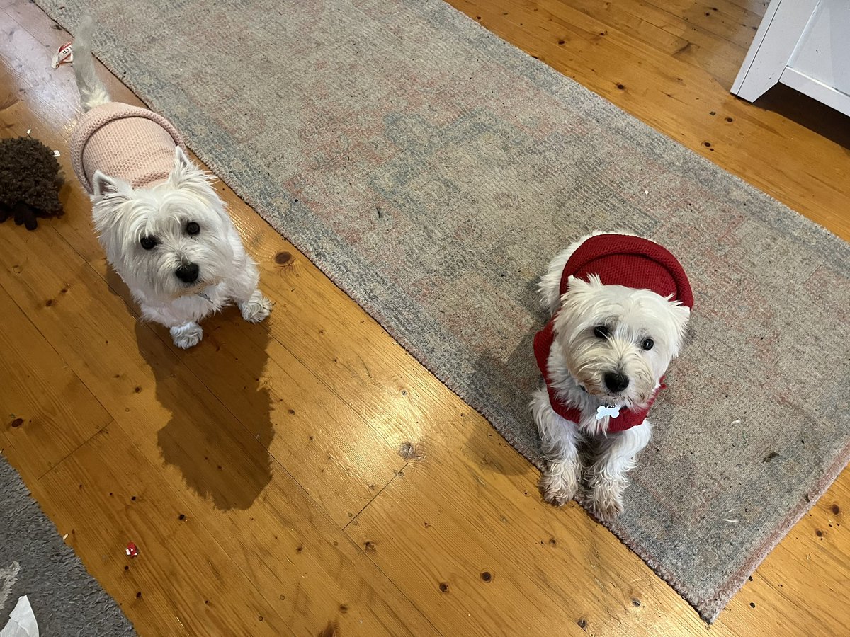hellodollydog's tweet photo. We is innocent Mum! https://t.co/ztXIu436T7