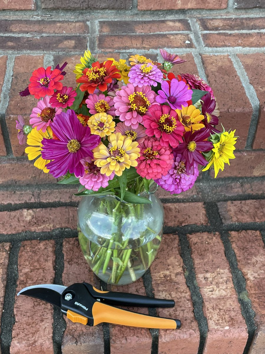 kapsmith75's tweet photo. Preparing a vase for tomorrow’s kindergarten orientation. #zinnias #kindergartenorientation https://t.co/GntjKVFDFX