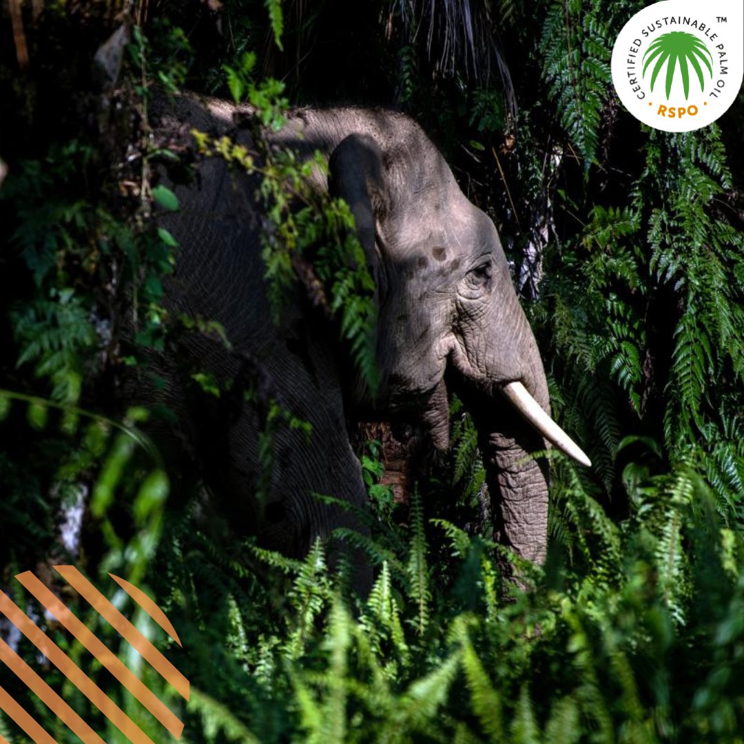 RSPOtweets's tweet photo. RSPO Certified Sustainable Palm Oil protects elephants by integrating: 
🌳 Protection of High Conservation Value (HCV) areas 
🚫 No use of fire
🏞 Restoration of ecological corridors
❤️ Development of responsible measures to resolve human-wildlife conflicts 
#WorldElephantDay 🐘 https://t.co/W7Z4qlRBBC