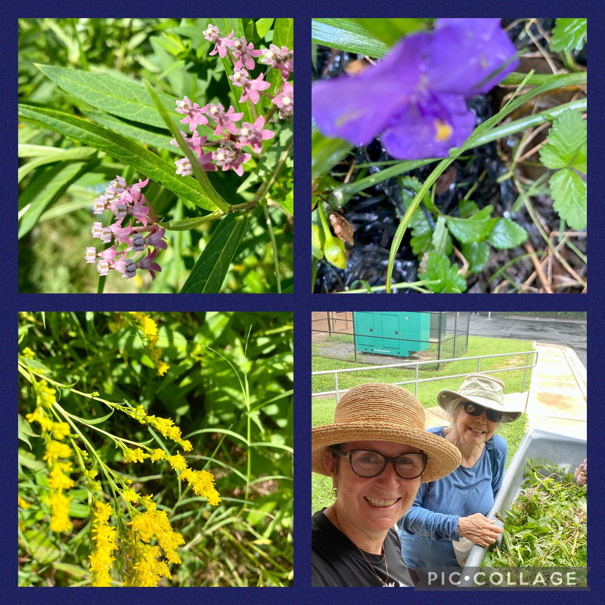 LAES_Eco-School (@laes_ecoschool) on Twitter photo Today was the last day of the summer garden heroes events! So thankful of all of you who gave us an extra hand in the summer. Native plants, pollinators, birds, and us truly appreciate it. <a href="/LakeAnneES/">Lake Anne Elementary</a> <a href="/EcoSchoolsUSA/">NWF EcoSchools U.S.</a> <a href="/fcpsGet2Green/">FCPS Get2Green</a> Today was the last day of the summer garden heroes events! So thankful of all of you who gave us an extra hand in the summer. Native plants, pollinators, birds, and us truly appreciate it. <a href="/LakeAnneES/">Lake Anne Elementary</a> <a href="/EcoSchoolsUSA/">NWF EcoSchools U.S.</a> <a href="/fcpsGet2Green/">FCPS Get2Green</a>