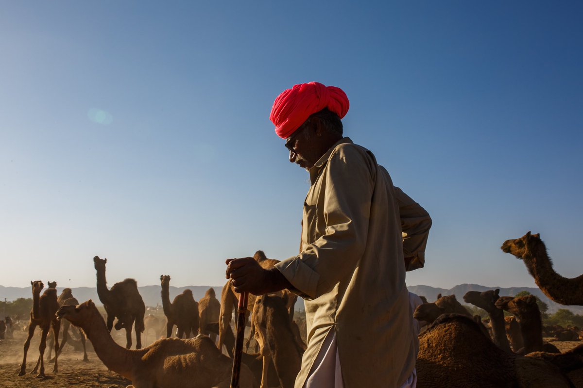 maheshguild's tweet image. Camel Herder at Pushkar

Available on @objktcom 

🔹Editions: 15
🔹Available: 11
🔹Price: 6 $XTZ

Link below 🔗👇🧵

#tezos @TezosFoundation