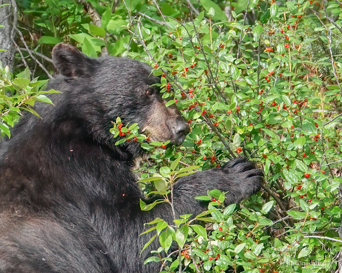KamalaKyle's tweet photo. Black Bear enjoying berry season in Jasper, 2020
#blackbear #blackbears #bear #bears #canadianbears #bearsofcanada #arcticbears #bearsofig #bearsofinstagram #jasper #jaspernationalpark #icefieldparkway #icefieldsparkway #jaspertourism #tourismjasper #visitjasper #myjasper https://t.co/YsiA6Z0eKj
