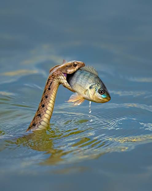 ثعبان شجاع ينقذ سمكة من الغرق ... هكذا ينقل بعض الإعلام الأخبار والأحداث من حولنا ... وهات يا هري ...
المشكلة الكبري ... أن هناك من يصدق أن السمك يغرق ...