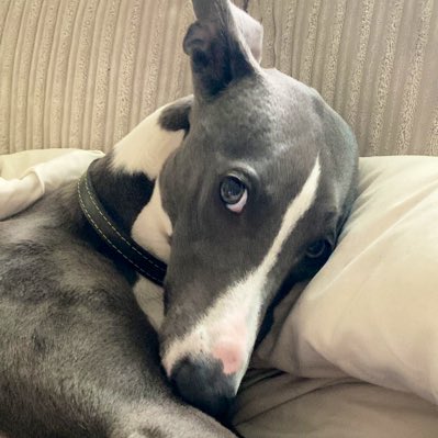 Wolfthewhippet's tweet image. #NewProfilePic