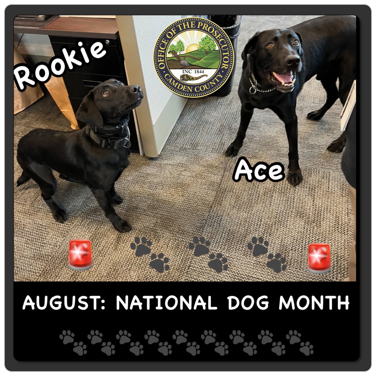 CamdenCoPros's tweet photo. .@CamdenCoPros recognizes its 2 #canine team members, #K9 Ace & K9 Rookie during #NATIONALDOGMONTH
#CCPO #lawenforcement #K9 #k9dogs #DogMonth #camdencountynj #labradorretriever #blacklab #narcotics #Hightechcrimes #police #camden #camdencounty
https://t.co/Rk1c1dsntD https://t.co/96ktwGswdj