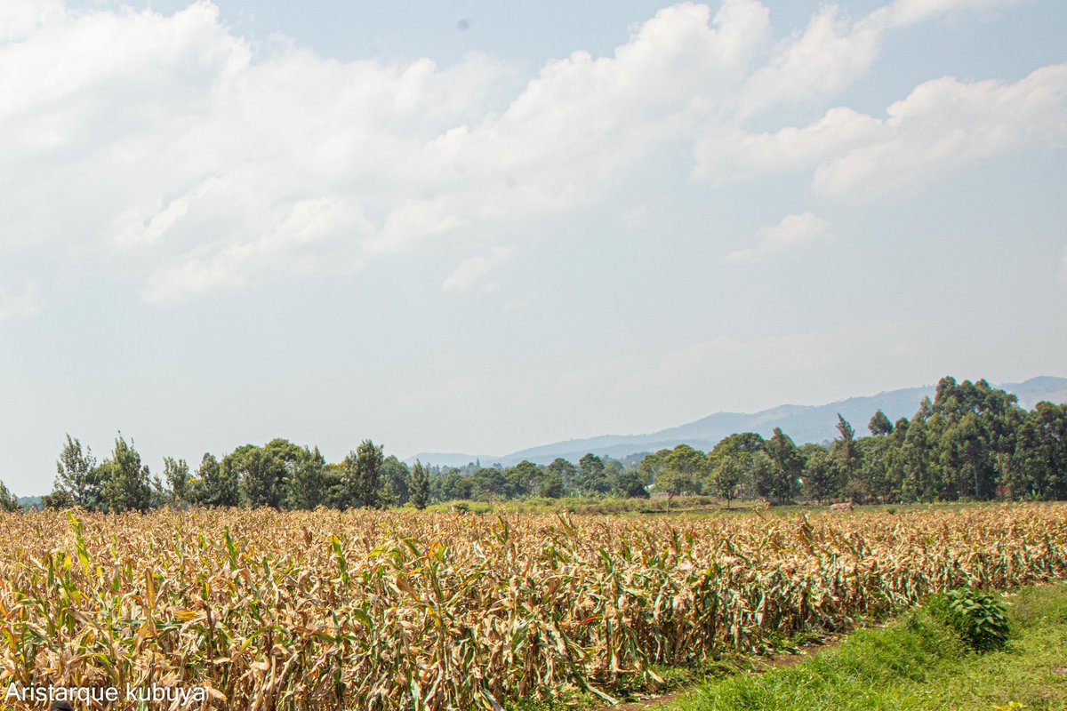 En République démocratique du Congo, le secteur agricole soutient les deux tiers de la population. L'une des principales cultures il y a les maïs. 
Francine Mugisho comble les besoins de sa famille grâce aux activités champêtres.