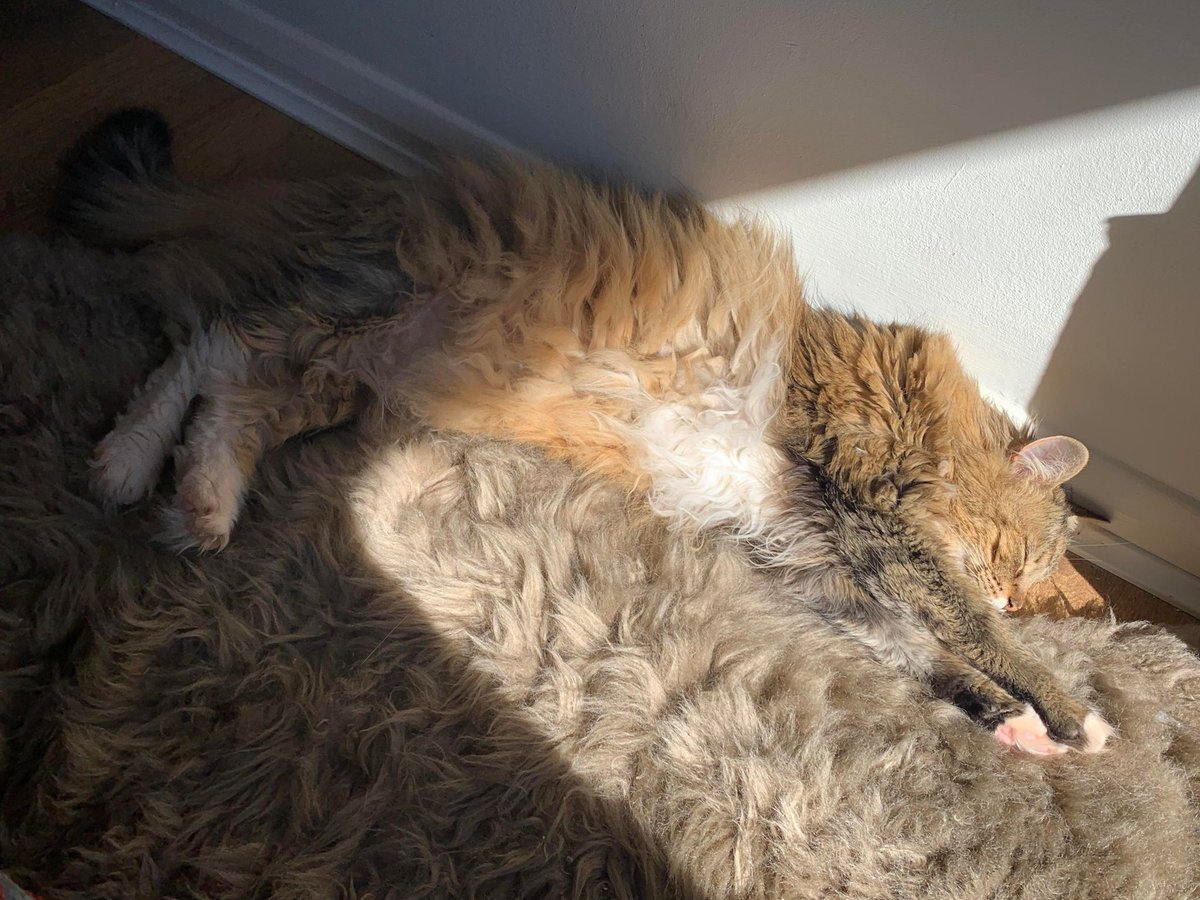 realTrouble2's tweet photo. @Number10cat I have detemined that it is cooler in the shade than direct sunlight...
😺 https://t.co/5cXeeA69qh