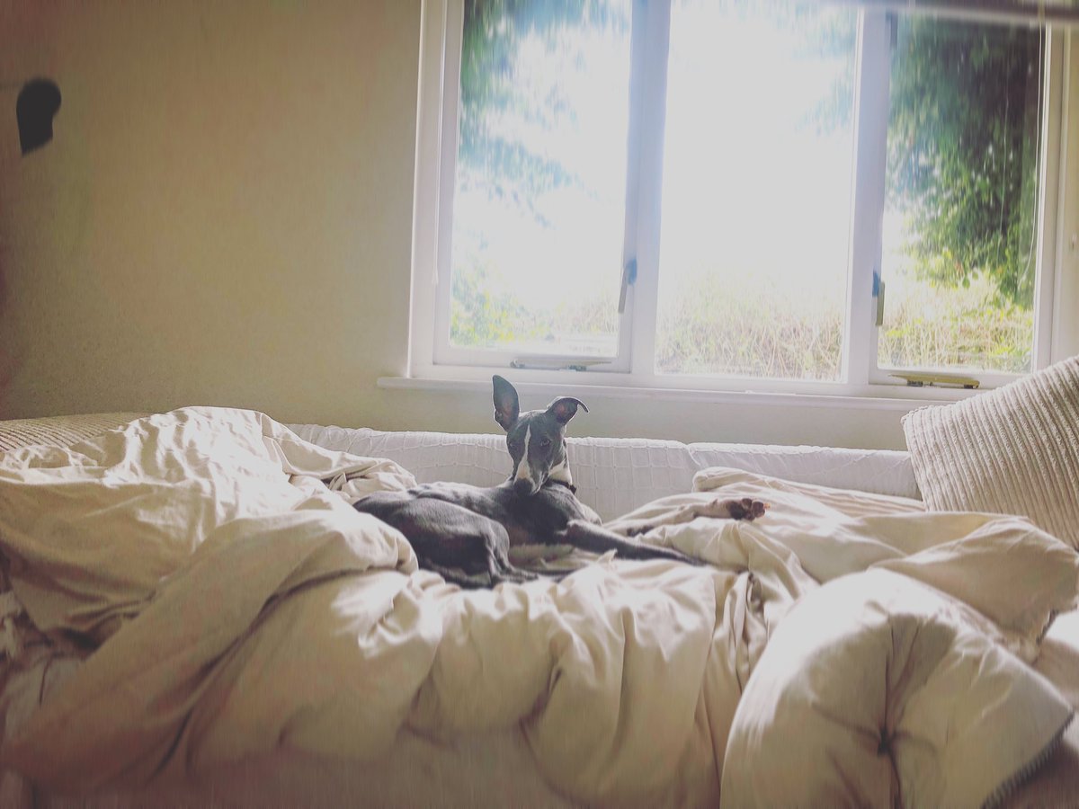 Wolfthewhippet's tweet image. This is my 100% cotton bed. My bony body needs comfort so my mom only gives me the BEST!