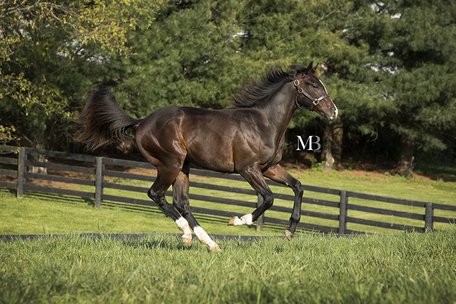 WoodMereFarm's tweet photo. ๐ถ I got the magic in me / Every time I touch that track, it turns into gold / Everybody knows I've got the magic in me ... ๐ช #CoalFront @spendthriftfarm @marktoothaker #thoroughbred #kybred #yearling #horses #equine #horsephoto #farmlife
๐ท: Michelle Benson https://t.co/4872XOvhmS