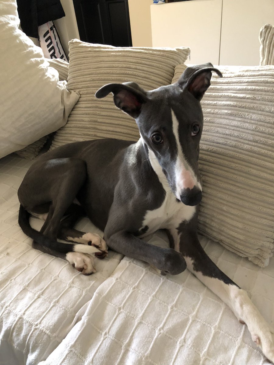 Wolfthewhippet's tweet image. Bony body Wolf.