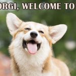 Photo by Corgi Fan Club (@FanCorgiClub)