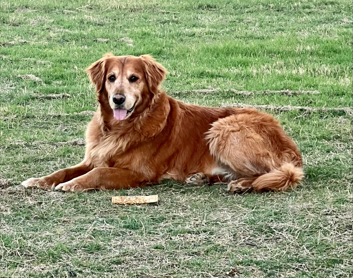 TarrantCountyDA's tweet photo. It's National Dog Day. We want to celebrate Brady, our emotional support canine, and all dogs for the difference they make in our lives.#NationalDogDay https://t.co/Zpy0PhL8UK
