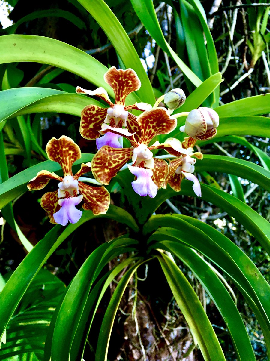 RonaldoPy2rmy's tweet image. 