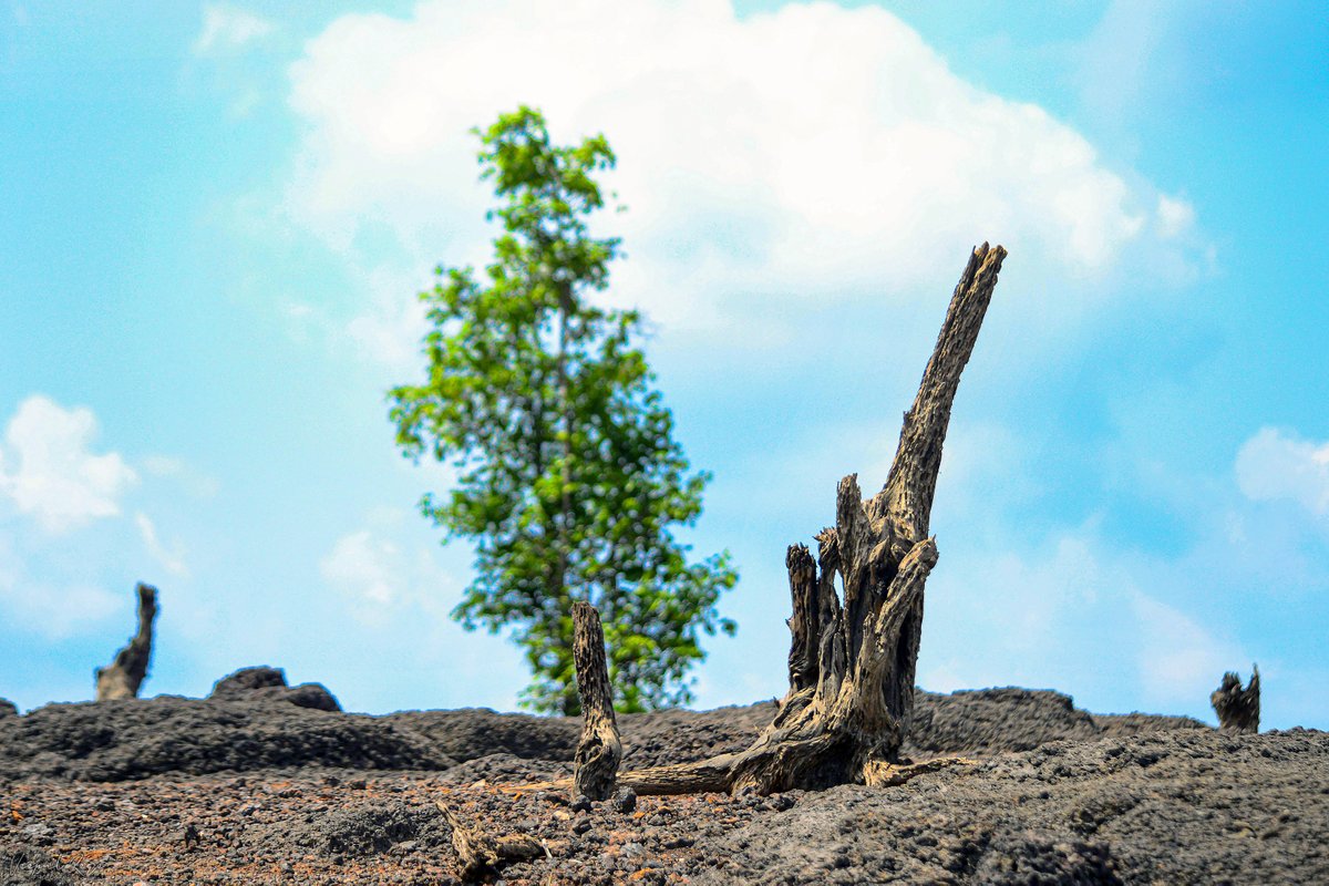 0xVeepul's tweet photo. 'The green hope'
Dry remains of the burnt trees stand in the abandoned village of Kurdi in Sanguem taluka, with some greenery in the background providing a ray of hope for the future.
My submission for #FireClan in #ItsukiClanClash
#WeAreItsuki @ItsukiNFT @BhushanVishwas 1/2 https://t.co/R6FyBYn3od