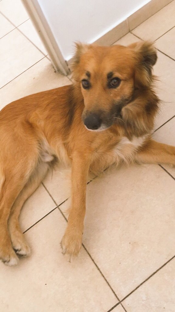 Encontramos este hermoso perrito en La Plata, calle 6 y 46.
Estamos buscando a su dueñ@, es muy tranquilito. 
Por favor difundir