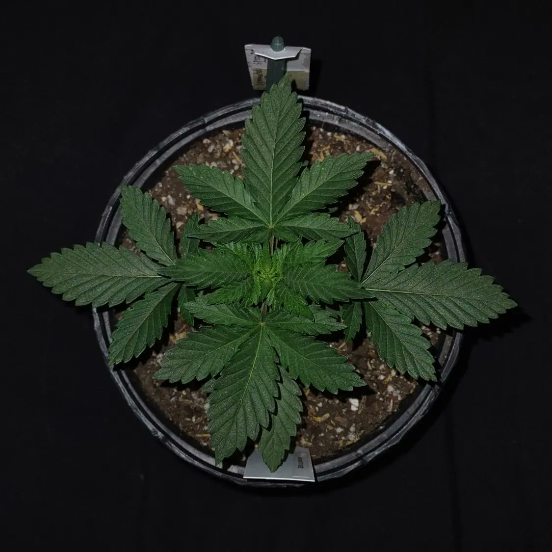 ShanNicoGrow505's tweet photo. Passion Berry from @SwerveTCC bought through @SeedsmanSeeds  grown in DIY living soil and Gaia Green organic dry amendments a 50/50 ratio of 444/284... #thecaliconnection #seedsmanseeds #growyourown #420fam #gaiagreen #CannabisCommunity https://t.co/KA0W7jymxZ