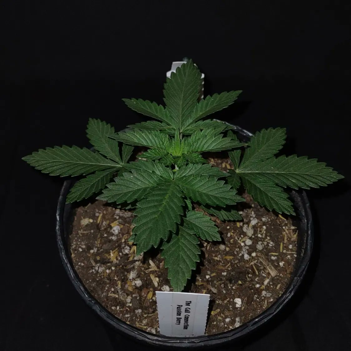 ShanNicoGrow505's tweet photo. Passion Berry from @SwerveTCC bought through @SeedsmanSeeds  grown in DIY living soil and Gaia Green organic dry amendments a 50/50 ratio of 444/284... #thecaliconnection #seedsmanseeds #growyourown #420fam #gaiagreen #CannabisCommunity https://t.co/KA0W7jymxZ