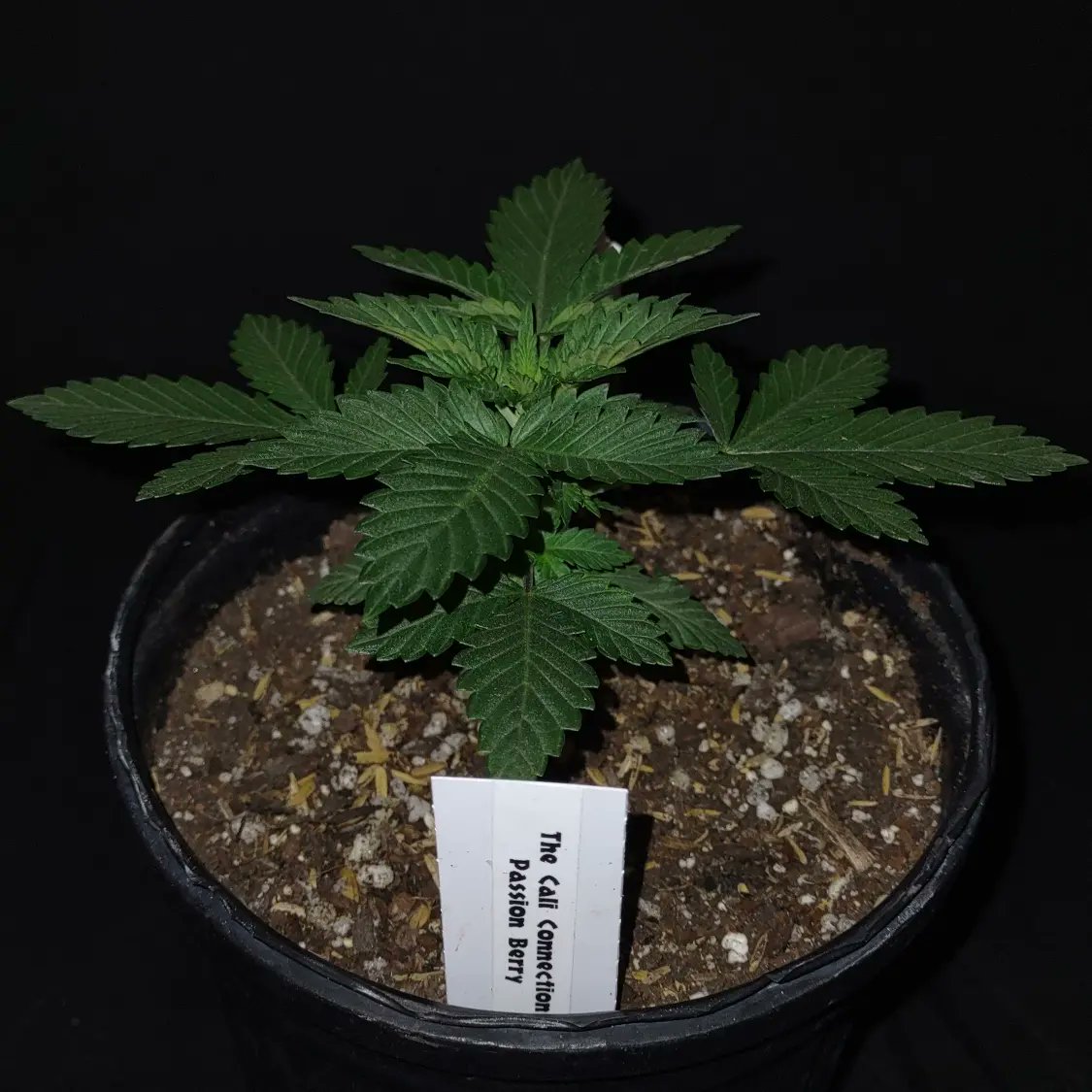 ShanNicoGrow505's tweet photo. Passion Berry from @SwerveTCC bought through @SeedsmanSeeds  grown in DIY living soil and Gaia Green organic dry amendments a 50/50 ratio of 444/284... #thecaliconnection #seedsmanseeds #growyourown #420fam #gaiagreen #CannabisCommunity https://t.co/KA0W7jymxZ