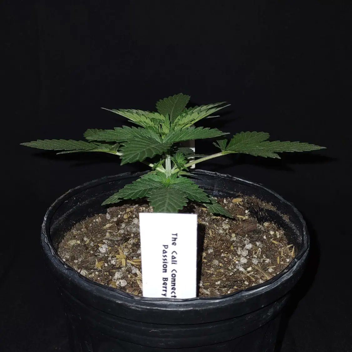 ShanNicoGrow505's tweet photo. Passion Berry from @SwerveTCC bought through @SeedsmanSeeds  grown in DIY living soil and Gaia Green organic dry amendments a 50/50 ratio of 444/284... #thecaliconnection #seedsmanseeds #growyourown #420fam #gaiagreen #CannabisCommunity https://t.co/KA0W7jymxZ