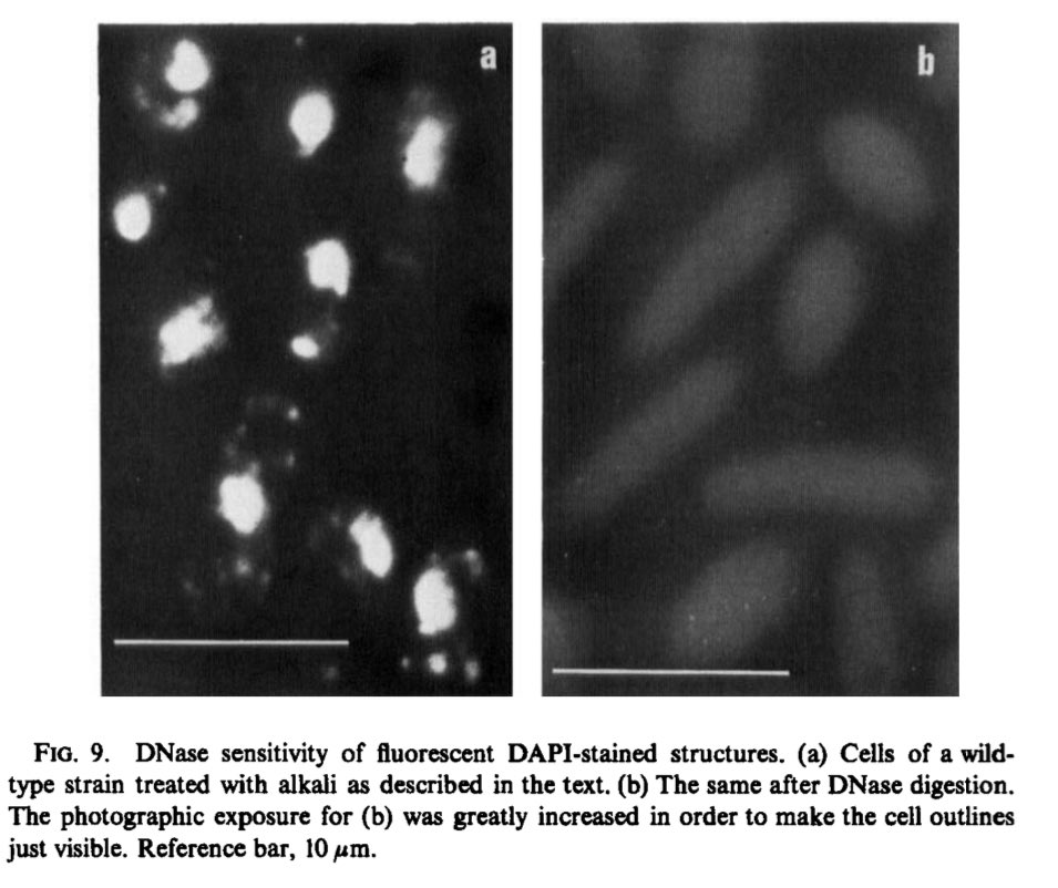 Daniel Fürth tweet media