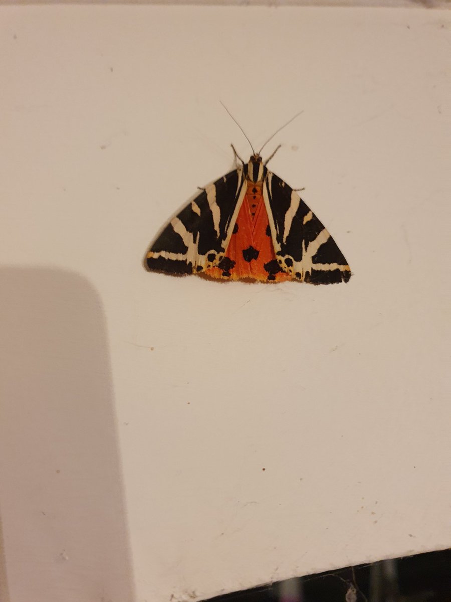 Jersey Tiger moth (Euplagia quadripunctaria) at home in Monks Risborough tonight. First time I've ever seen one.