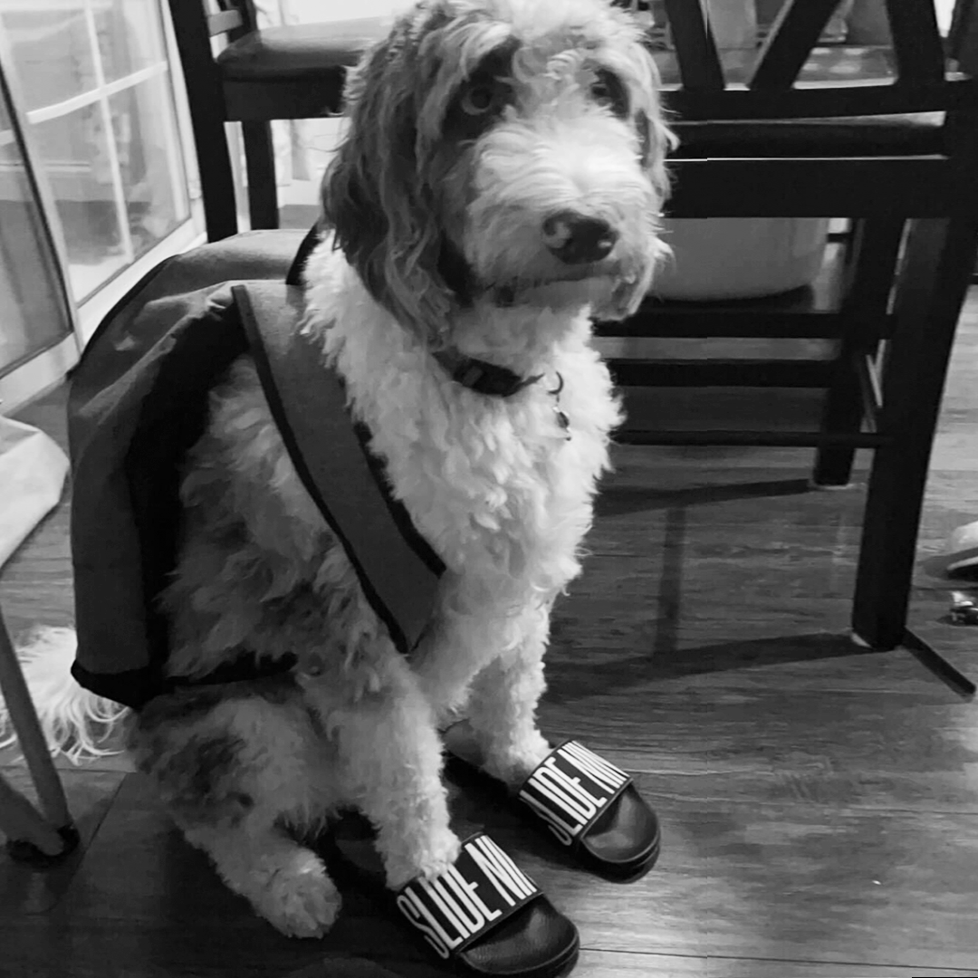 SlideNineAgency's tweet photo. Thereโs nothing a communicator (or dog) loves more than some fresh swag. ๐ถ ๐พ #EmployeePets #AgencyLife https://t.co/1B3BlkBPr8