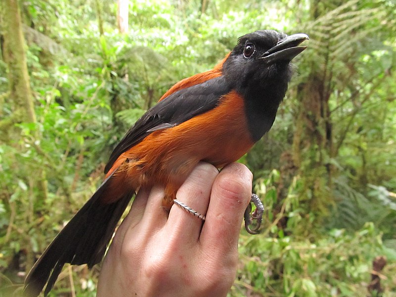 OddityCentral's tweet photo. Hooded Pitohui – The World’s First Scientifically-Confirmed Poisonous Bird https://t.co/Q44AQEg1YV #Pitohui #HoodedPitohui #birds #poisonousbird #toxicbird #toxicanimals https://t.co/2chDgbkGSe