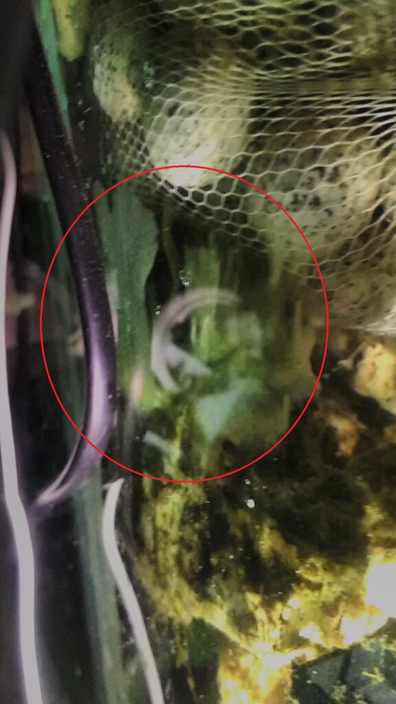 Is this sponge growing or something else. dlvr.it/SWTHDN