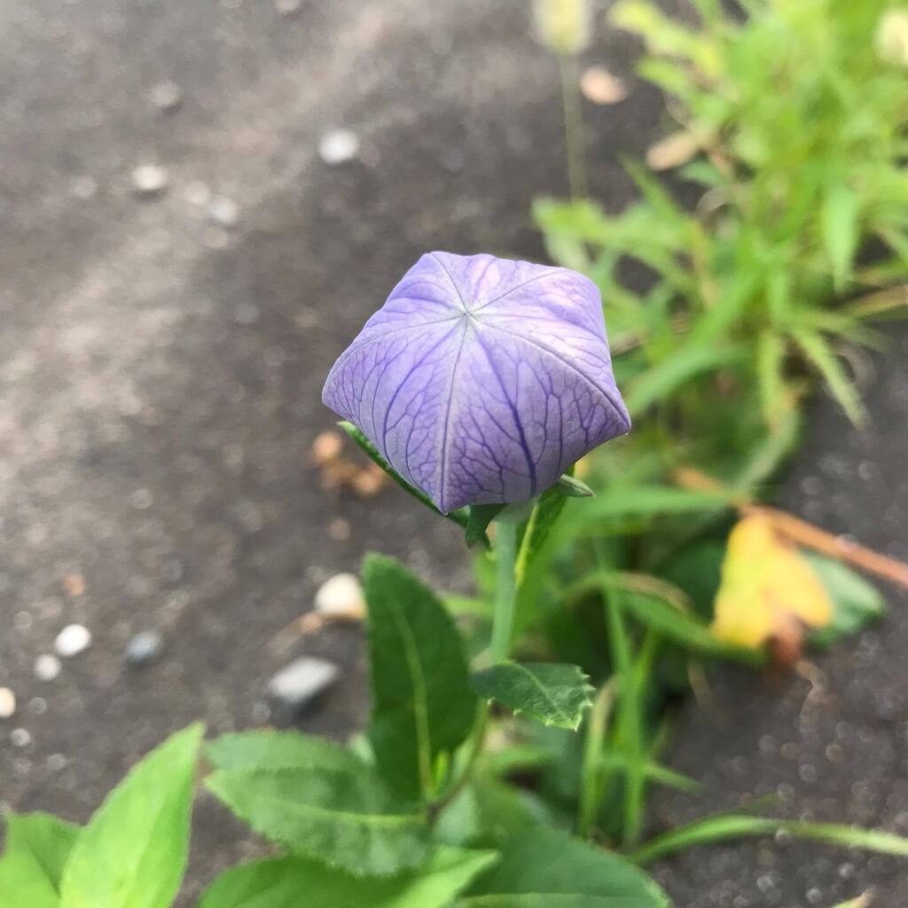 hashira_tataira's tweet photo. なつのののはな 定点観測
#ききょう
#桔梗
#bellflower
#fixedpointobservation https://t.co/gVh6ArgF6v https://t.co/ypUYJ9MsHy