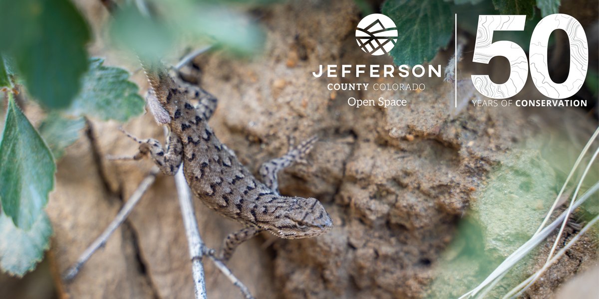JeffcoOpenSpace's tweet photo. #DYK In the 1970's JCOS acquired almost 70 acres that protected part of the Dakota hogback &amp; land which later become Matthews/Winters Park? 

This land acquisition was one of our firsts! We've been conserving land &amp; wildlife ever since 

#50YearsOfConservation https://t.co/Aadcg2uR2l