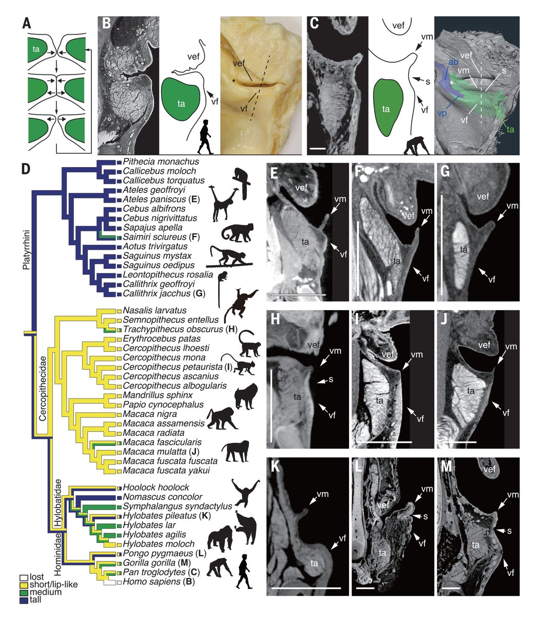 Evolutionary simplification in the human larynx enabled the increased acoustic complexity required by human speech, a new Science study finds, suggesting that this change represented a crucial evolutionary step toward enabling human spoken language. fcld.ly/ofh6sqo
