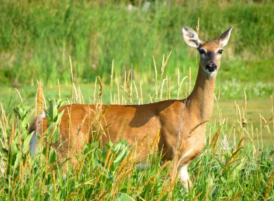 Purchase your license by Sept. 8 to get into the antlerless lottery! 🦌 Certain deer permit areas are designated as lottery, find out which on our interactive map: ow.ly/8pN850KiamW. Details about the antlerless lottery are available on pg. 66 in the hunting regulations.
