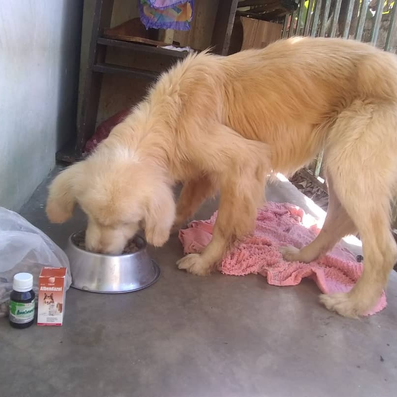 SOSFaunaMerida's tweet photo. Abandonado  ... ya se recupero de una lesión en la cara terrible pero necesitamos  vacunarlo antes de buscarle hogar y necesitamos alimento  . Pago móvil 0414-7532082 cédula 11.468.928 Mercantil PayPal y Pipol Pay en privado https://t.co/BaN9xwug78