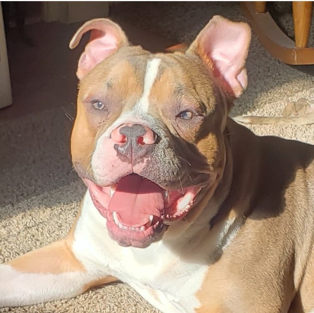 Ella's brother Marley says hello

#pittie #pittielove #smile #dogmodel #picoftheday #beautiful #photoofday #puppies #love #puppylove #pittiesmile #photo #pibble #photography #pitties #bullypuppies #pitbull #puppylover #beautiful #doglover #life #happy #dogoftheday #americanbully