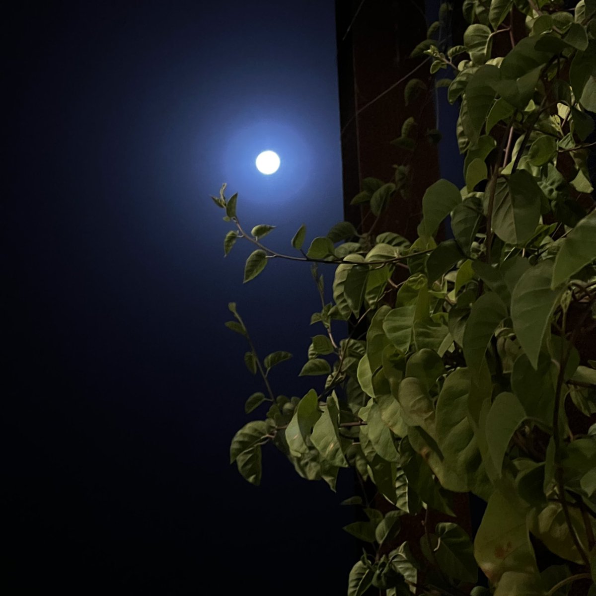 كل الدروب المظلمه نورها وجهّك .🤍