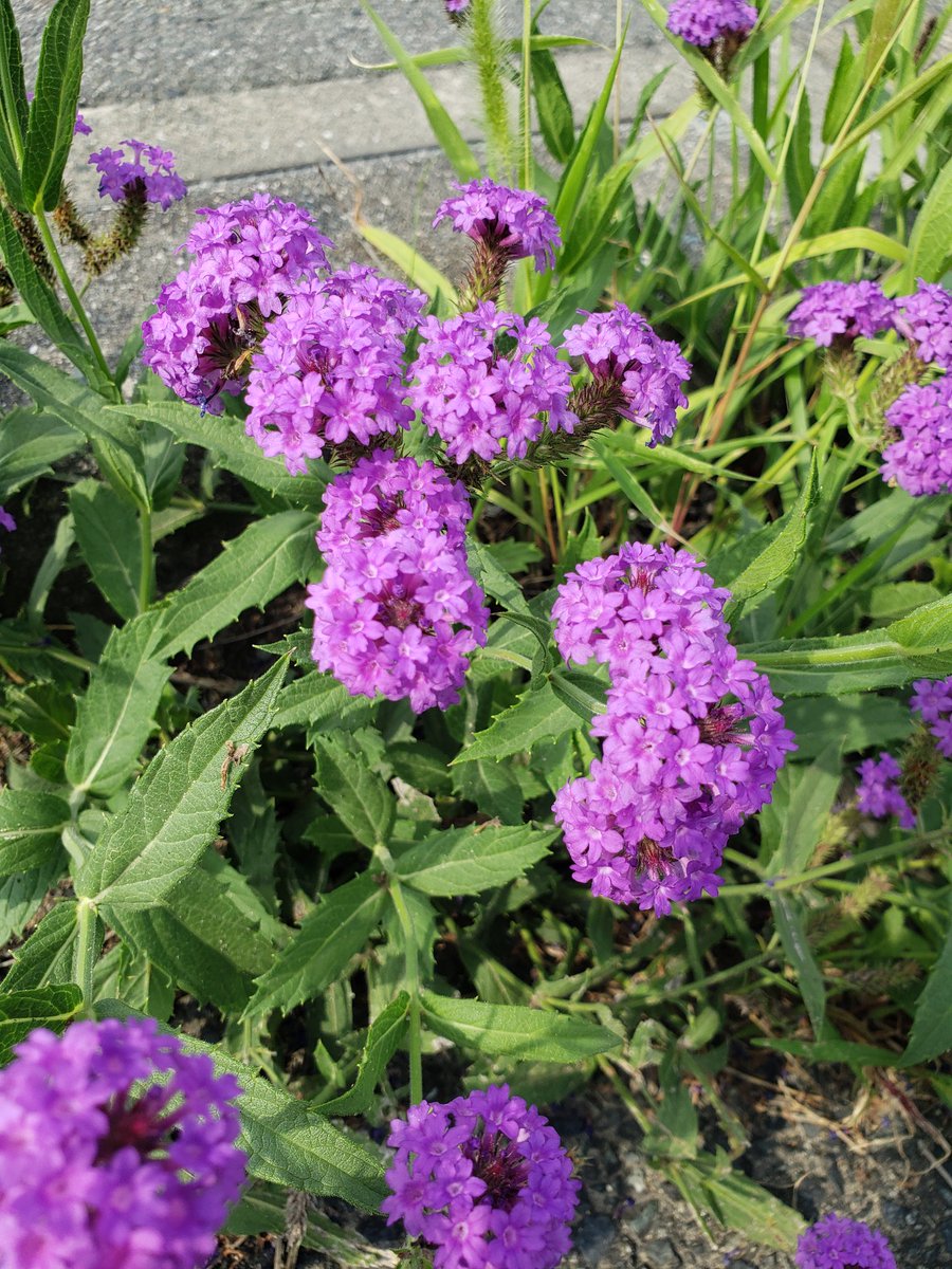 トリコ 花言葉研究家 おはようございます 今朝の空は 雲が主役 陽射しは ありません 賑かな蝉の声が ようやく 聞こえてきました 今日も 元気に 笑顔で過ごします おは戦ak ヤナギハナガサの花言葉 幸運に 魅惑する 別名