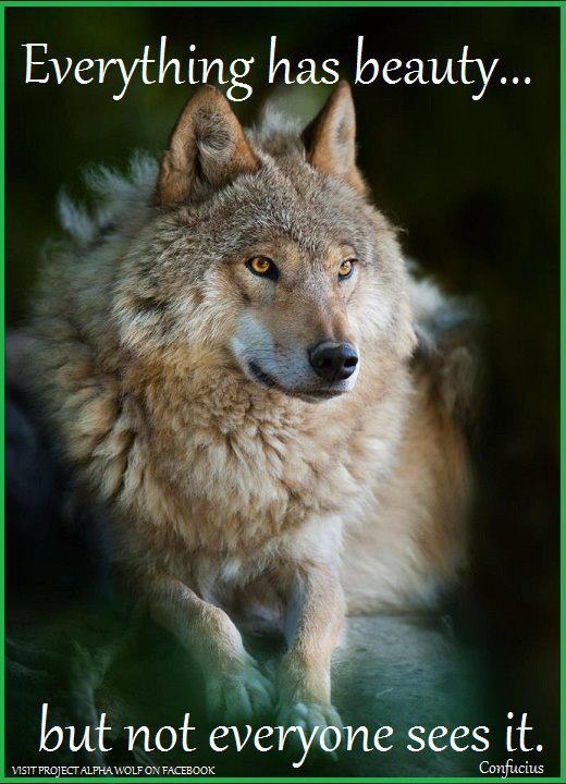 Wolves matter...very much 💗
#wolves #wildlife #beauty