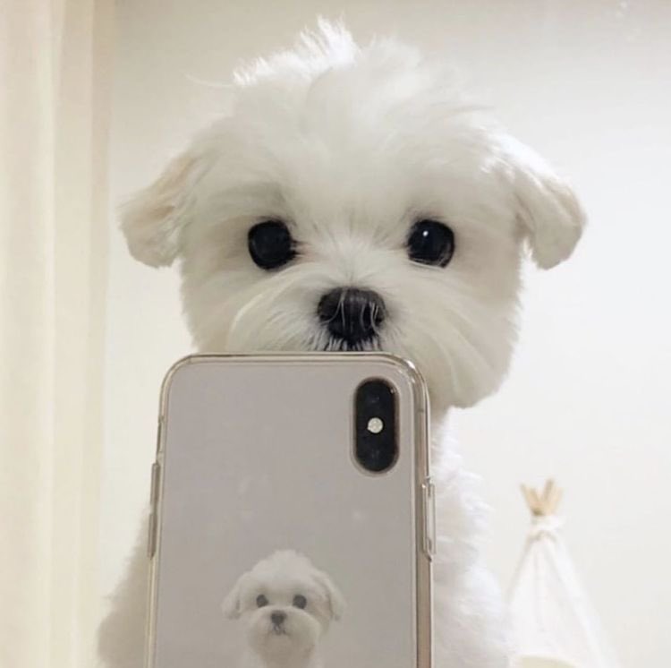 dinogodwhale's tweet photo. puppies taking selfies https://t.co/jnPMaHDxhD