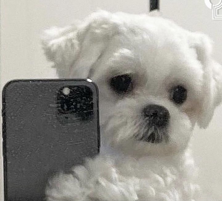 puppies taking selfies