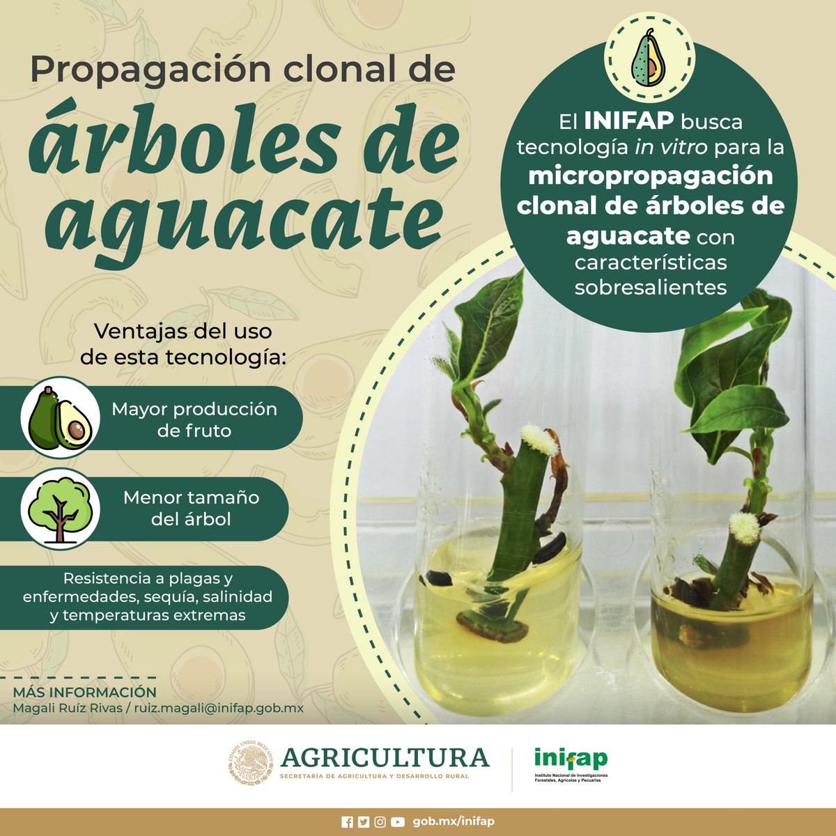 inifap's tweet photo. Por la importancia que el #Aguacate 🥑 tiene en #México 🇲🇽, el #INIFAP busca perpetuar ciertas especies con características específicas y atractivas a través de #MicropropagaciónClonal 🧪.
#CIRPAC #Infografía https://t.co/cG2RJyqKU9