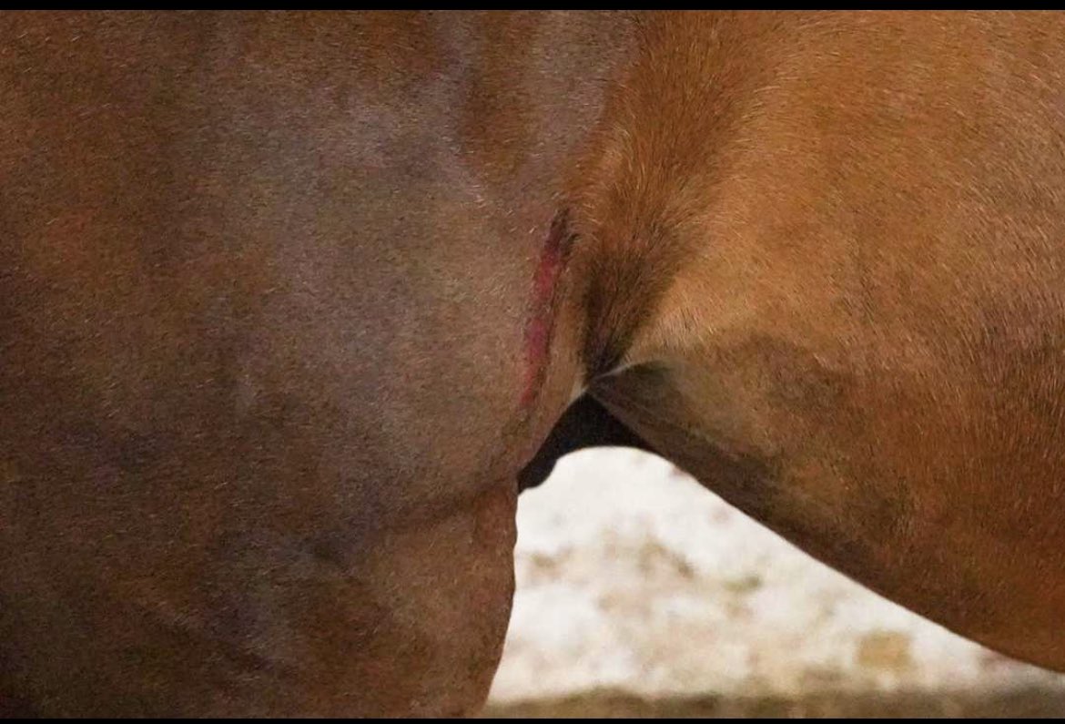 nyclass's tweet image. 🚨ABUSE: Ryder, the horse who collapsed in Midtown, is in a desperate state right now, stuck inside a stable with his abusers and no real vet care. 

@NYPDPaws needs to investigate now - we believe animal cruelty laws have been violated. Release Ryder to a waiting sanctuary!