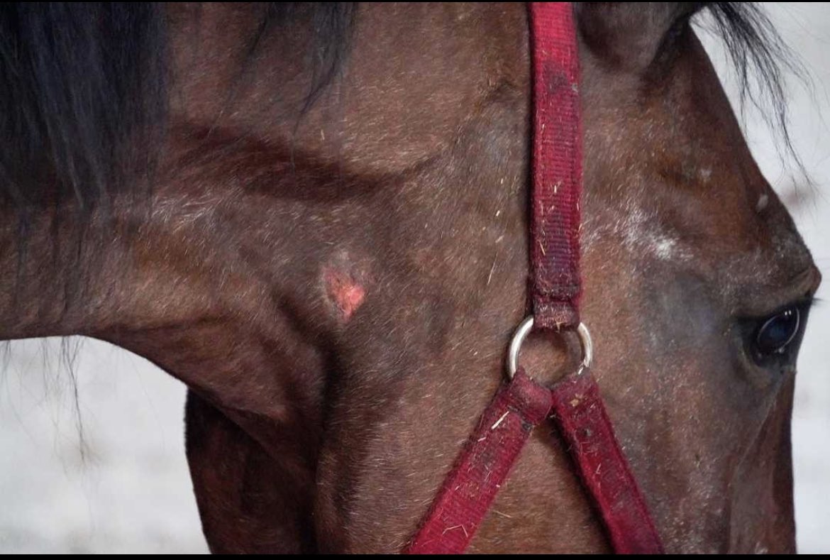 nyclass's tweet image. 🚨ABUSE: Ryder, the horse who collapsed in Midtown, is in a desperate state right now, stuck inside a stable with his abusers and no real vet care. 

@NYPDPaws needs to investigate now - we believe animal cruelty laws have been violated. Release Ryder to a waiting sanctuary!